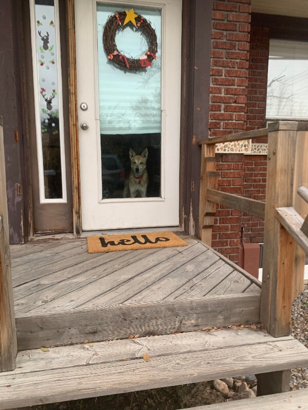 Picture of the Animal Listed